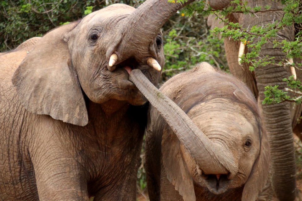 Elephant's play
