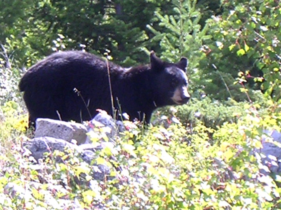 30 nonplot bear 06062009090101