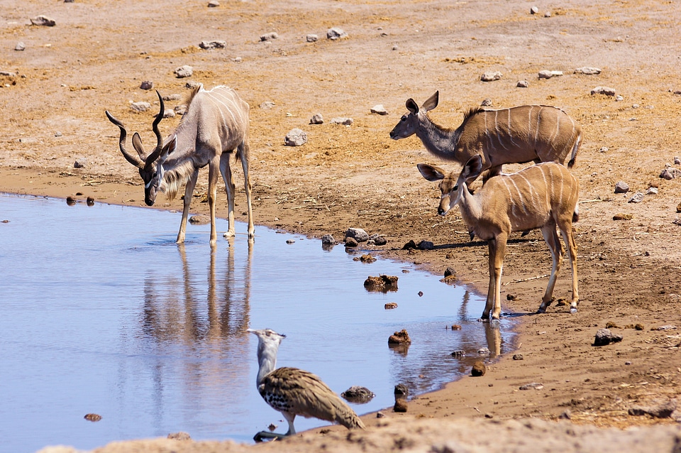 Animals wilderness etosha