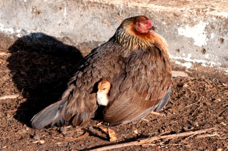 Guarding the Chicks