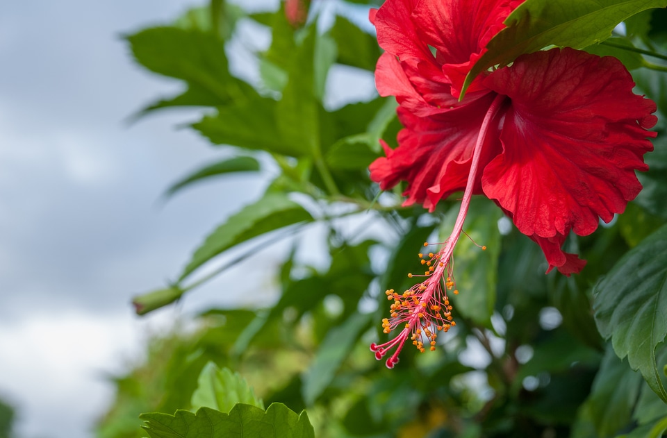 Blossom bloom fresh