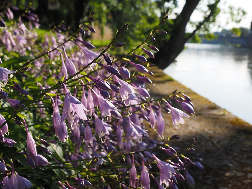 Purple light purple hosta performed