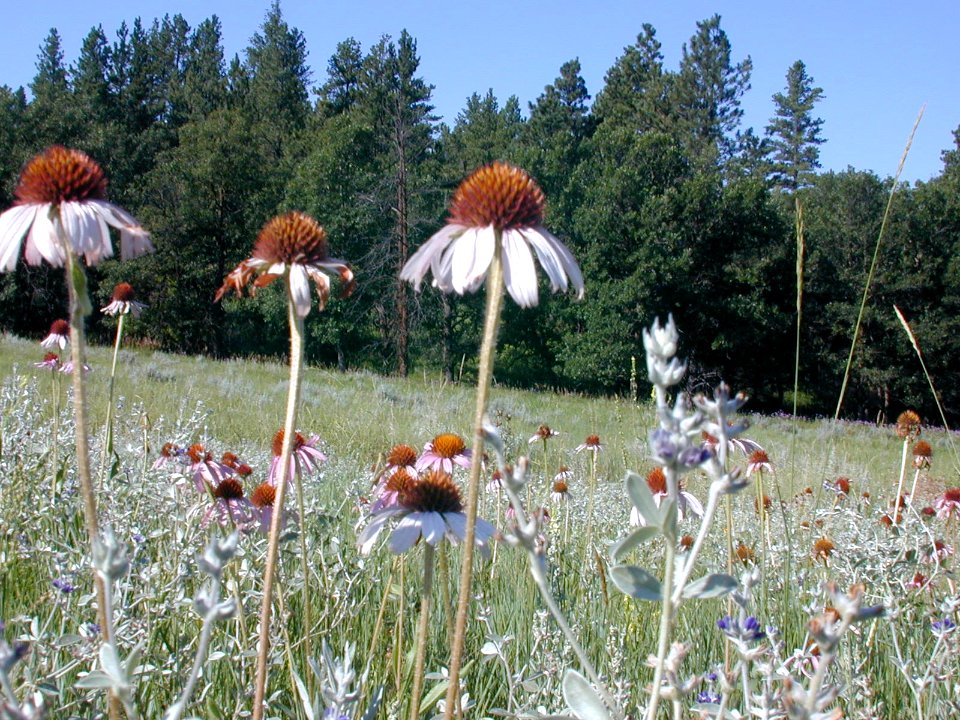56 nonplot coneflower 06062001090101