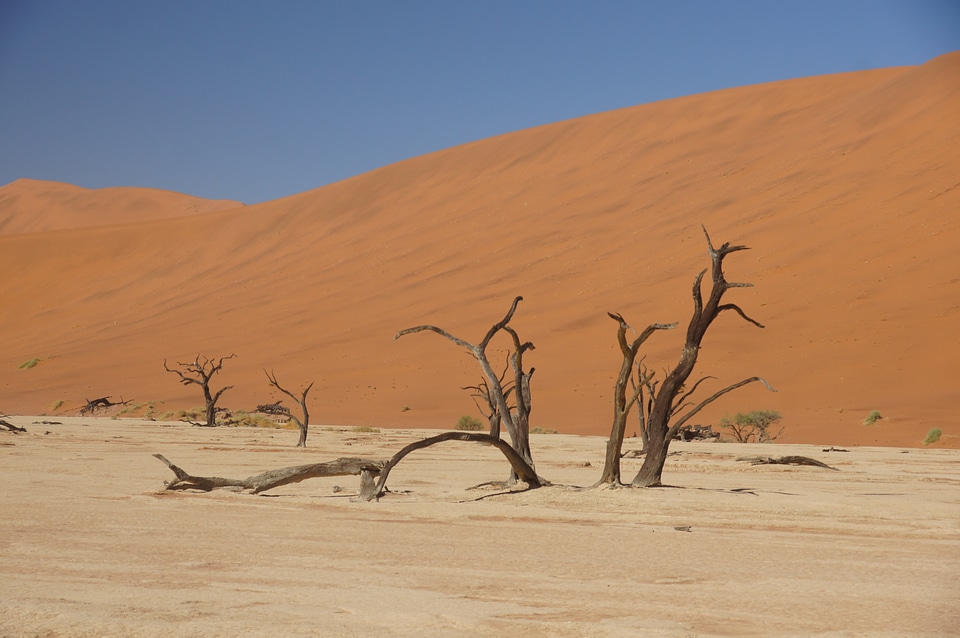 Elephant animal wilderness