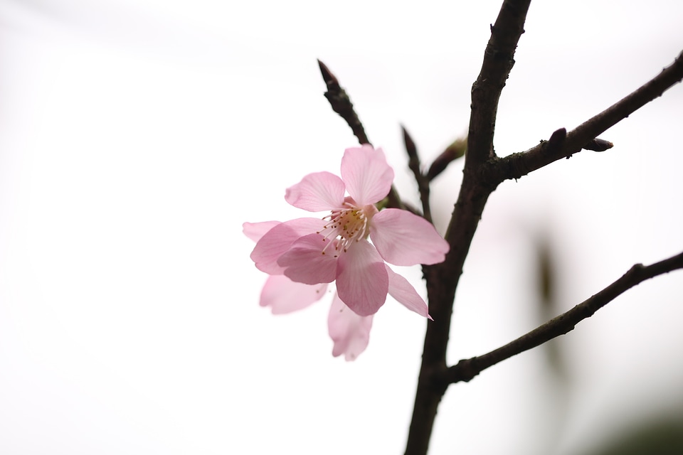 Nature pink cherry