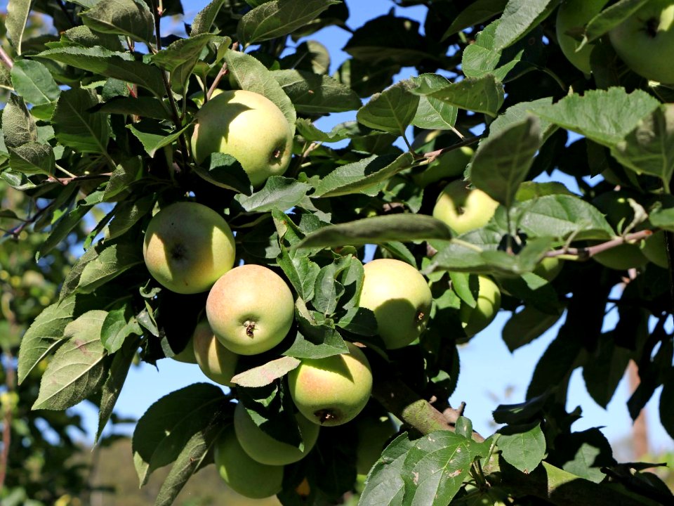 Rheinischer Bohnapfel