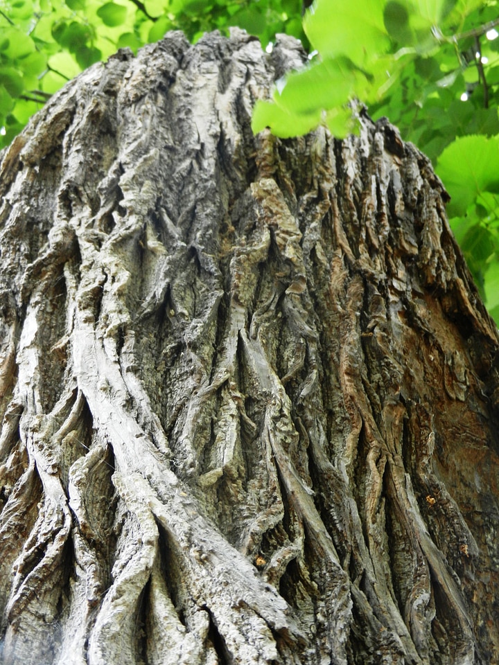 Forest trunk nature