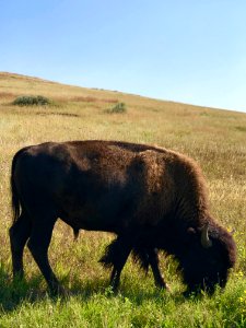 Wild Bison in North Dakota, USA photo