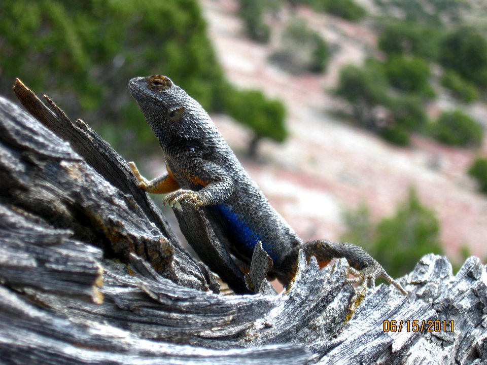 32 nonplot western fence lizard5 06162011160058