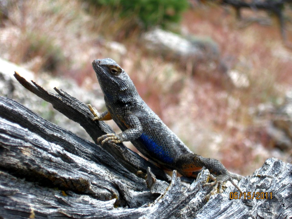32 nonplot western fence lizard4 06162011160051