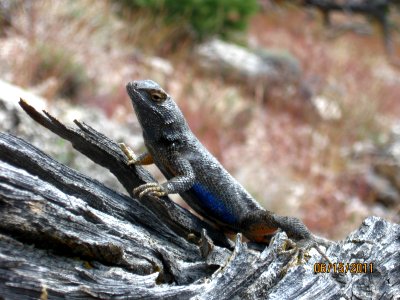 32 nonplot western fence lizard4 06162011160051