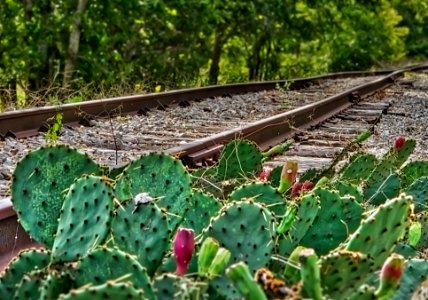 Cactus Tracks photo