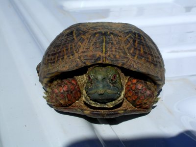 04 nonplot turtle 06062006090101