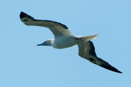Red-Footed Booby photo