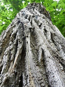 Forest trunk nature