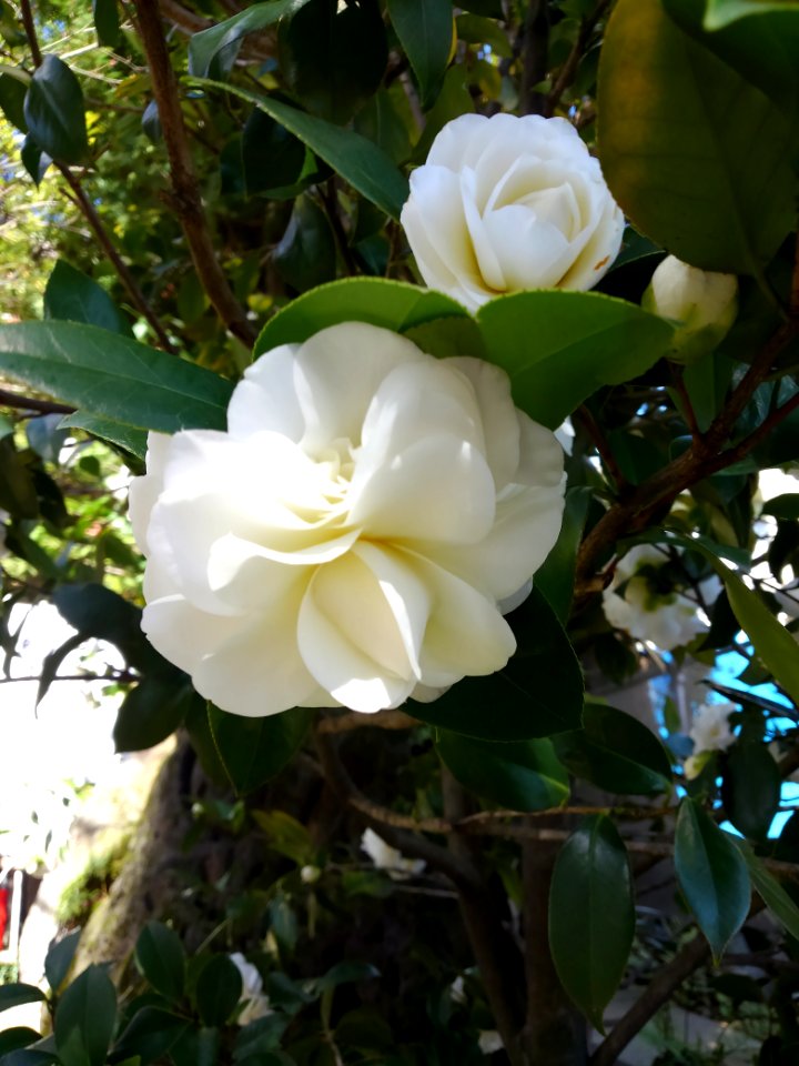 white camellia