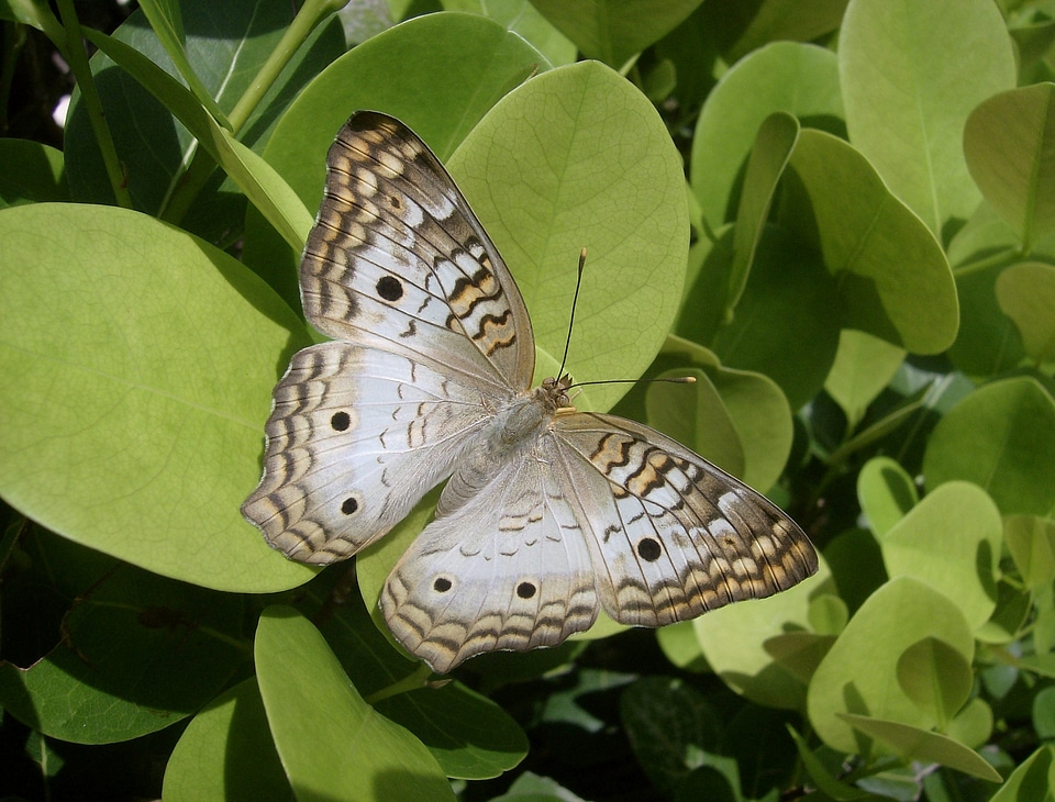 Insect wildlife green butterfly