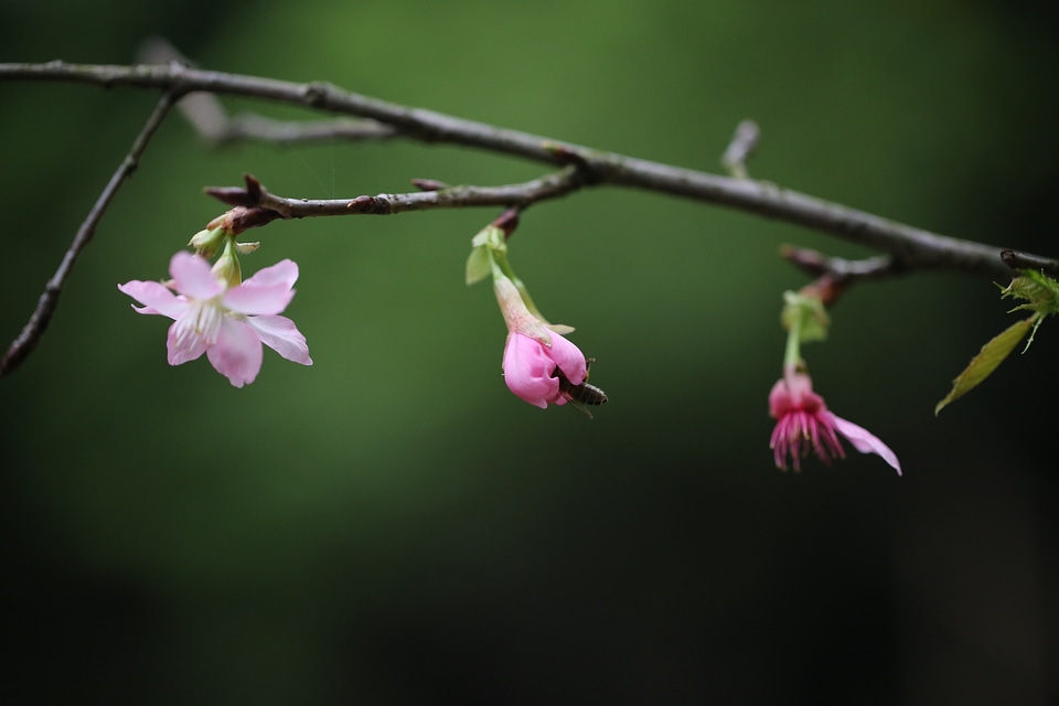 Spring nature grow