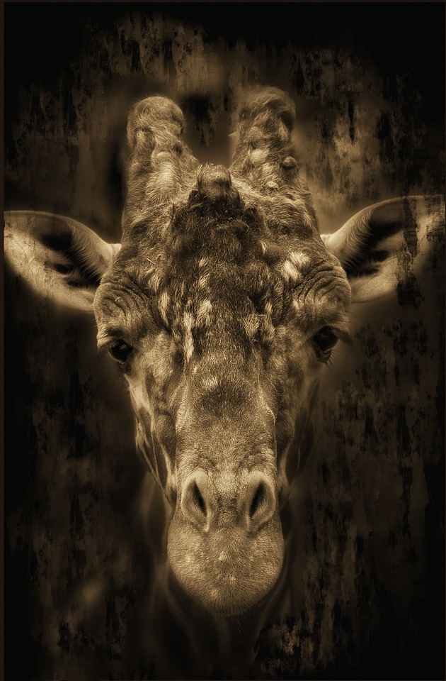 Safari animal national park