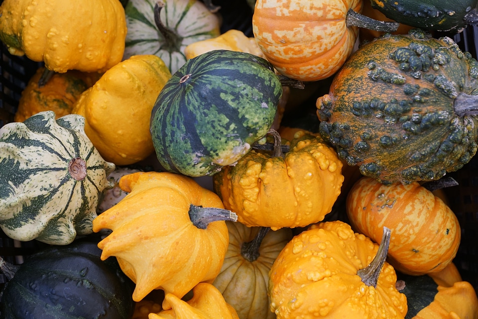 Harvest autumn vegetables