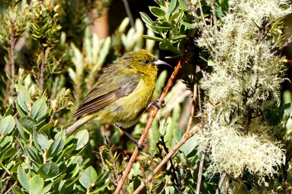 Hawaiʻi ʻAmakihi