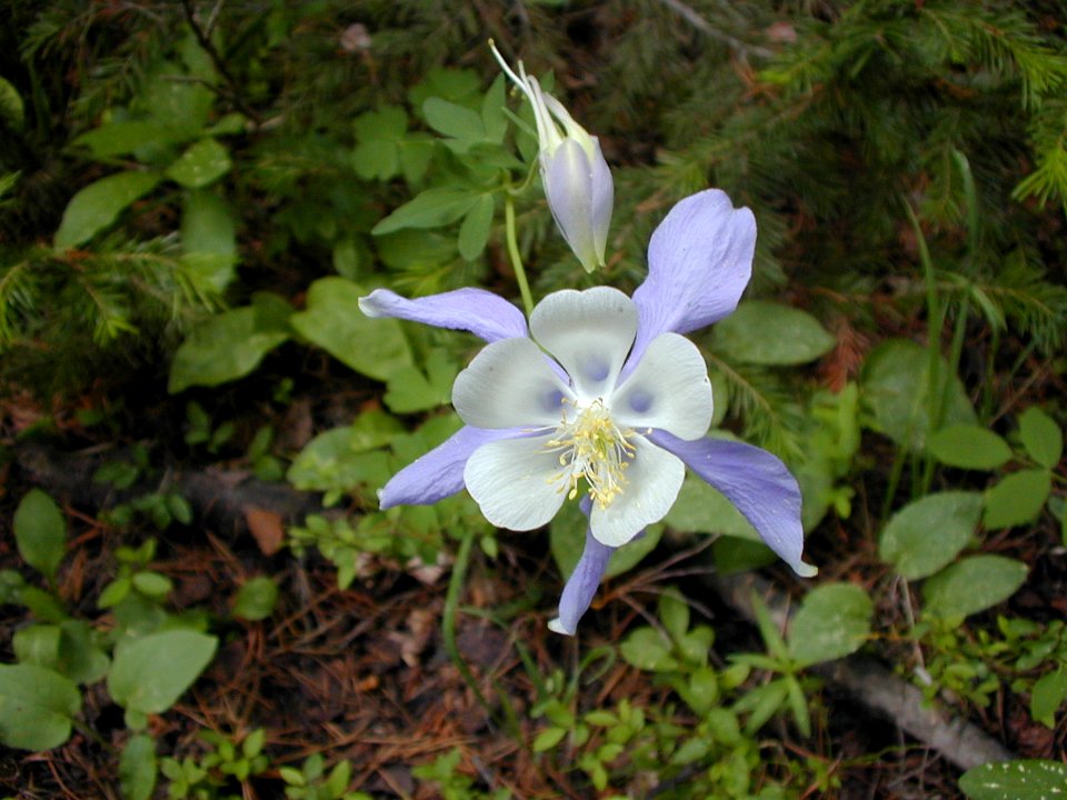 56 nonplot columbine 06062001090101