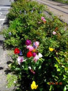 paulus potterstraat tulpen 160505 (3)