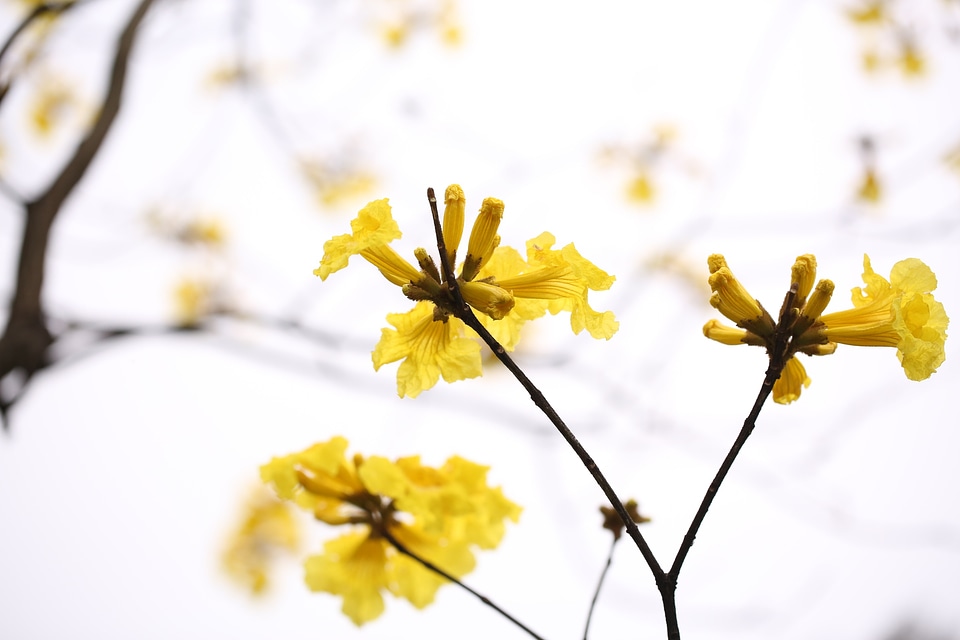 Spring nature grow