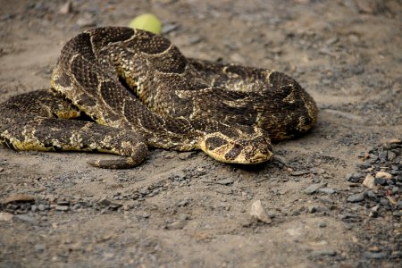 Curled adder