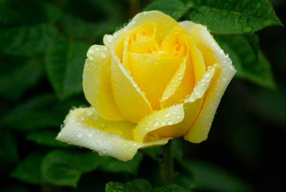 Yellow flower petals dew