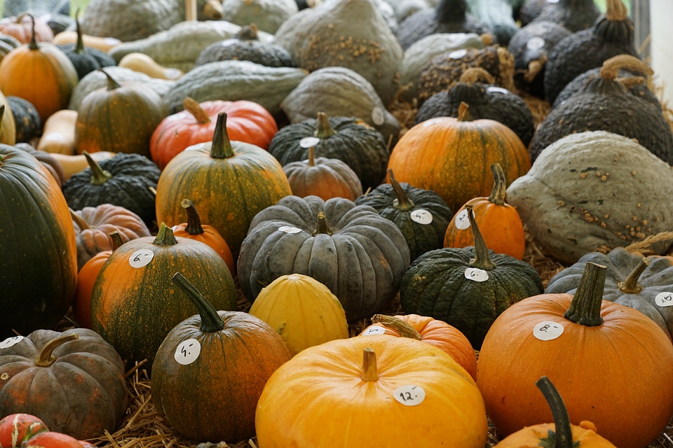 Harvest autumn vegetables