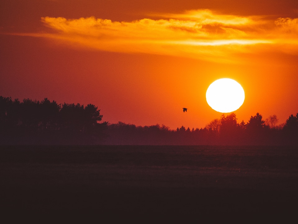 Sky field bird