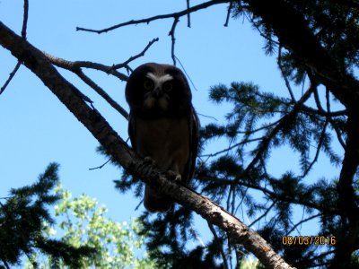 49 nonplot owl fishlake nf 08052016120840 photo