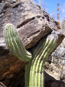 04 nonplot saguaro powerlifting boulder 05182012171718