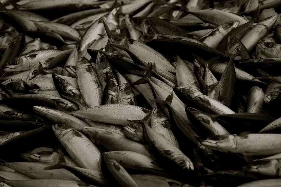 Fish fishing black and white