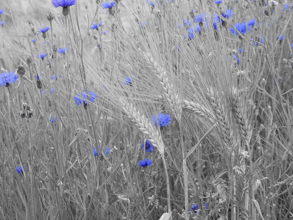 Nature blue black and white