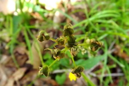 Tratema cf. umbellata