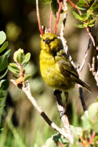 Hawaiʻi ʻAmakihi
