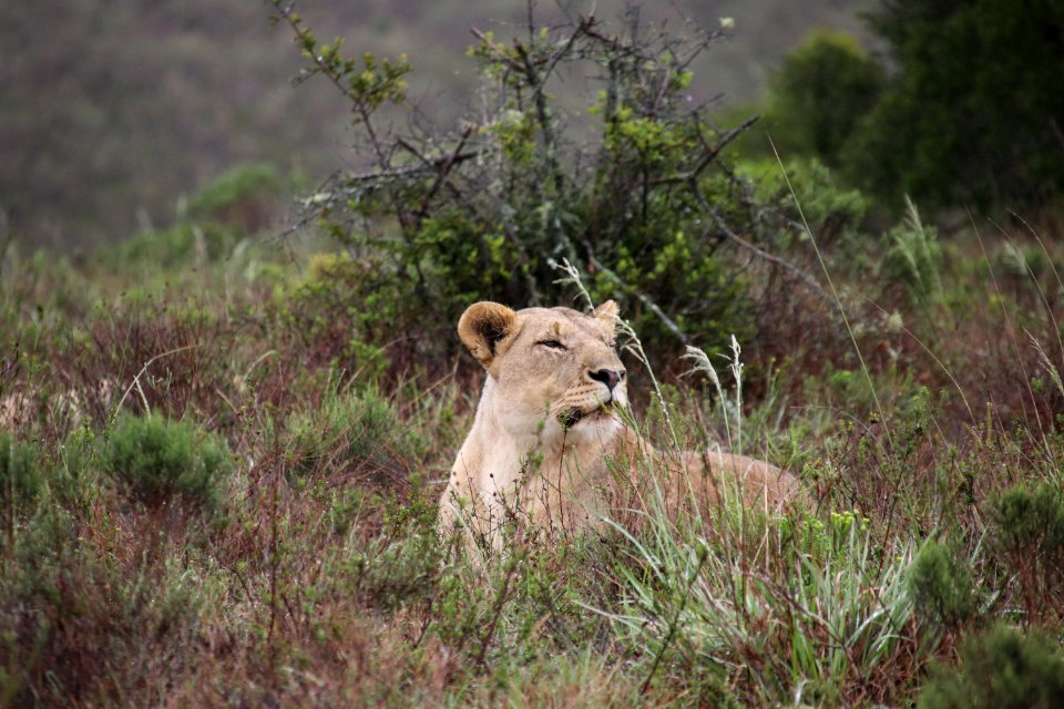 Lion's rest
