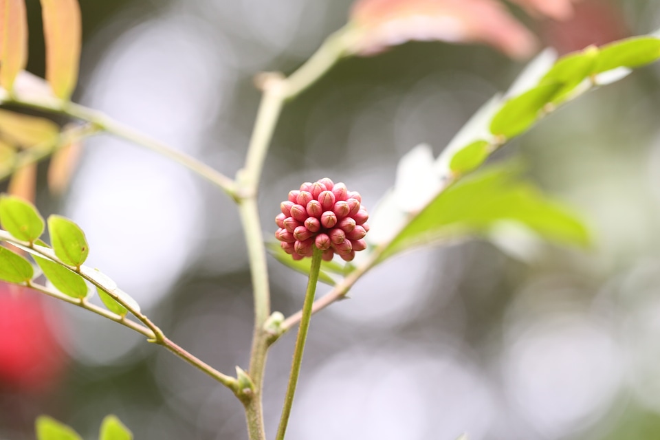 Spring plant nature