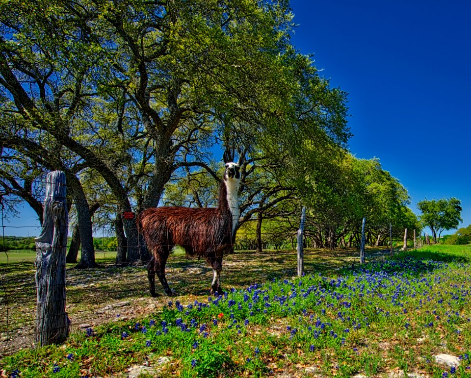 Llama Flowers, Texas Country Road