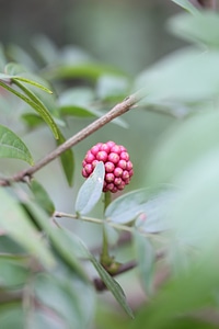 Spring plant nature photo