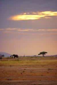 Elephant