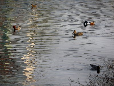 2 eurasian wigeons, 2 shovelers and 1 tufted duck. photo