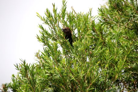 Resting in the tree