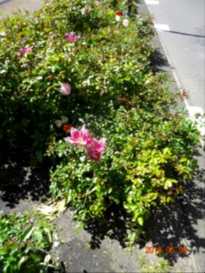 paulus potterstraat tulpen 160505 (2)