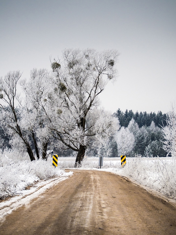 Snow trees forest photo