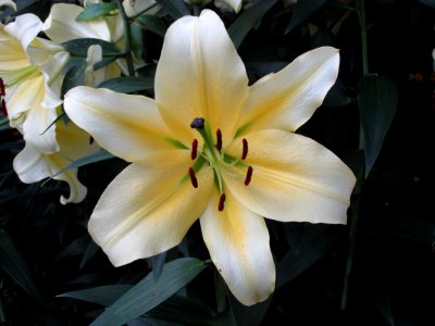 Oriental Hybrid Lily (Lilium) Conca d' Or photo