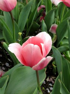Botanical tulip Pink Impression photo