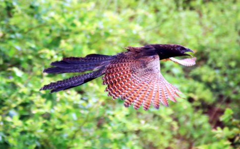 Mid flight